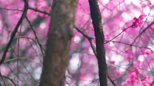 植物园公园梅花花朵开花春天风景视频素材