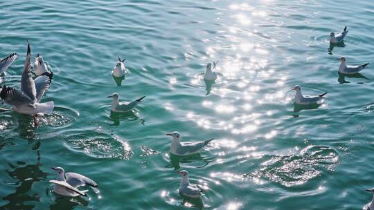 云南大理洱海海鸥
