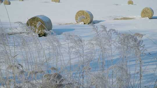 北方田野草卷冰雪冰霜