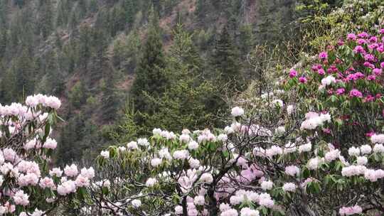 西藏高山杜鹃