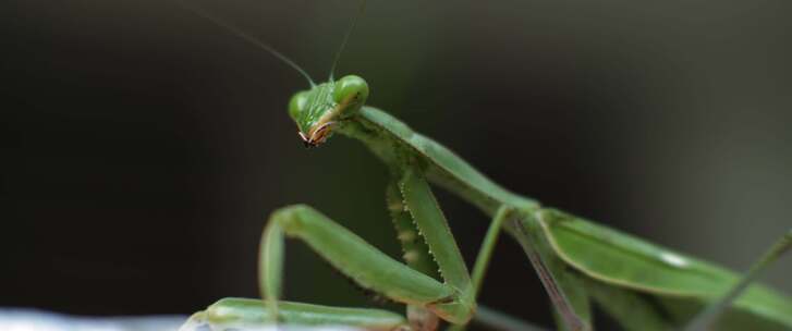 螳螂，昆虫，bug，特写，宏观