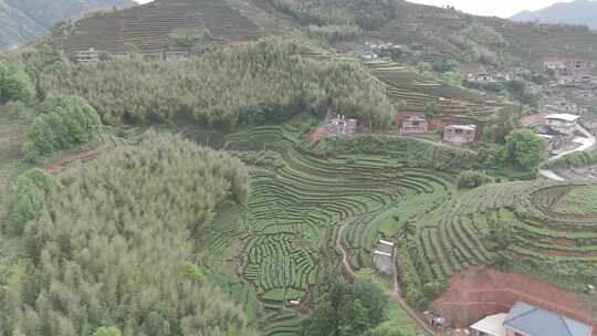 福建安溪茶田航拍灰片