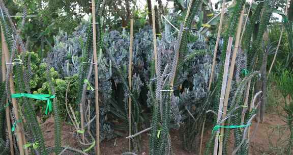 温室现代植物园阳光下美丽的热带沙生植物