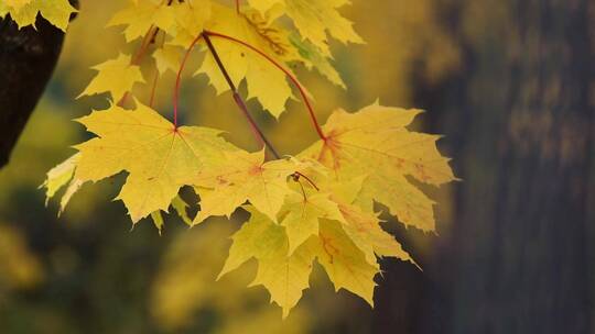 秋天微风下金黄色红色漂亮分枫叶树叶视频素材模板下载