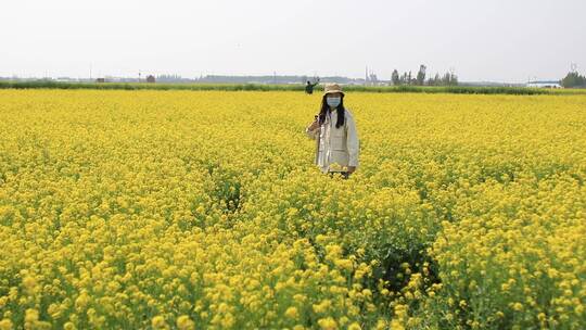 济南龙山平陵古城油菜花基地，春季油菜花田