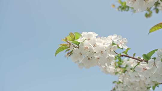 白色海棠花春天花朵花瓣特写空景空镜