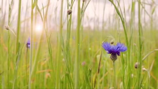 草丛里的蓝紫色小花视频素材模板下载