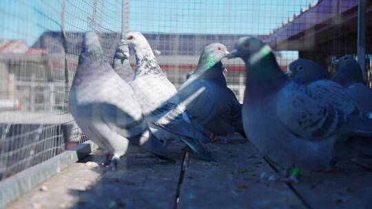 鸽舍里精心喂养的信鸽赛鸽 视频素材合集