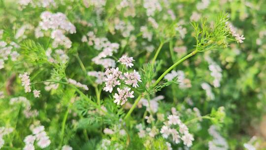 农村菜园花草树木绿色植物