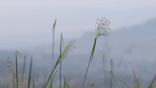 野草杂草荒草荒野