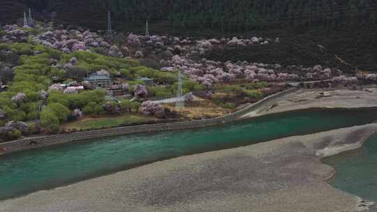 林芝 林芝桃林 西藏