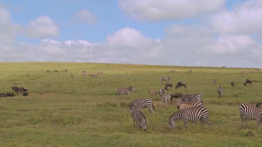 斑马和角马在非洲大草原上吃草