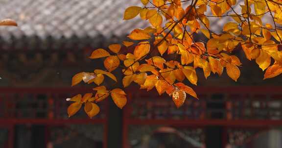 北京秋天红叶 秋景