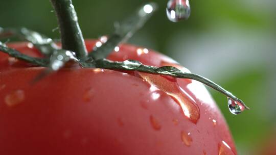 水滴滴在红色番茄上瞬间