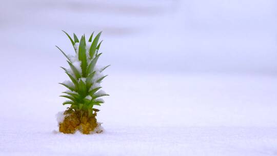 雪中的菠萝视频素材模板下载