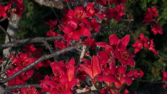 盛开的木棉花特写