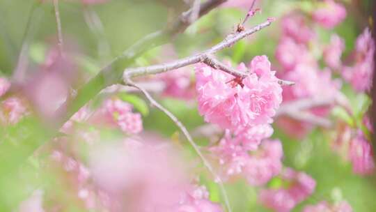 绿丛中几朵粉色的山桃花特写镜头