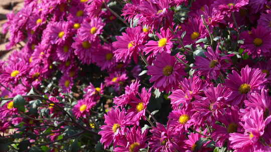 赏菊/菊花节/菊花/秋菊