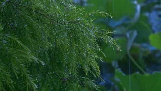 雨季雨水绿植植物