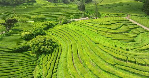 种植园，梯田，茶，绿色