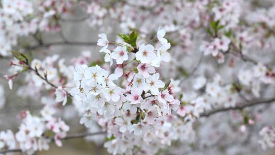 樱花空镜-特写-25