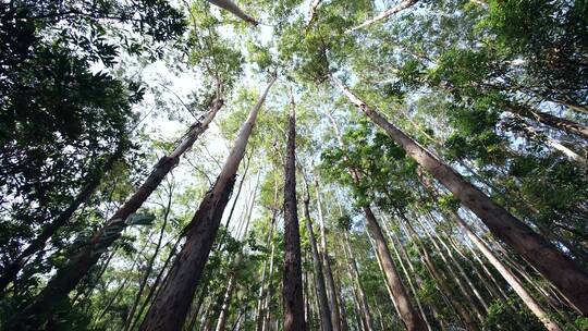 仰拍树林山林树木木材4k视频素材