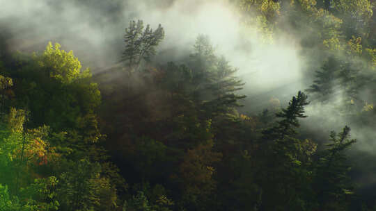 林间晨雾缭绕