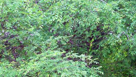 茂密绿色树木枝叶景象