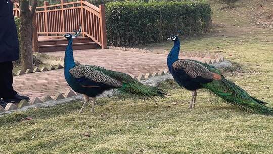 动物园蓝孔雀在觅食