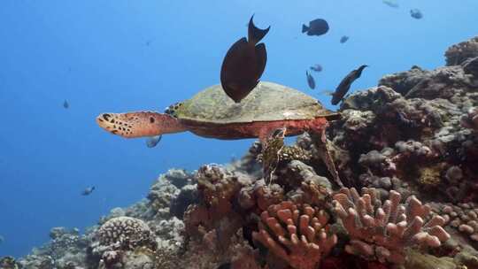 近距离跟拍海龟在深海珊瑚礁旁游玩