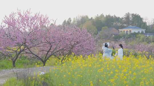 湖南衡山县萱州古镇夕阳下桃花盛开