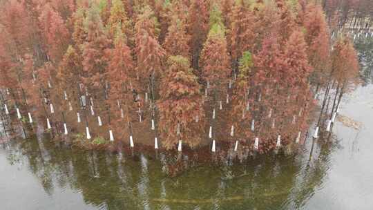 航拍长沙松雅湖公园秋天红色水杉林