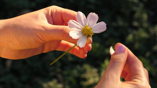 女人撕下洋甘菊花瓣