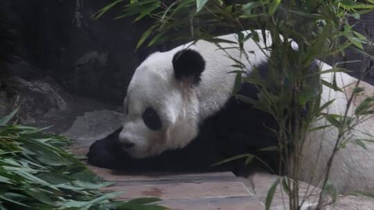 一直正在睡觉的大熊猫