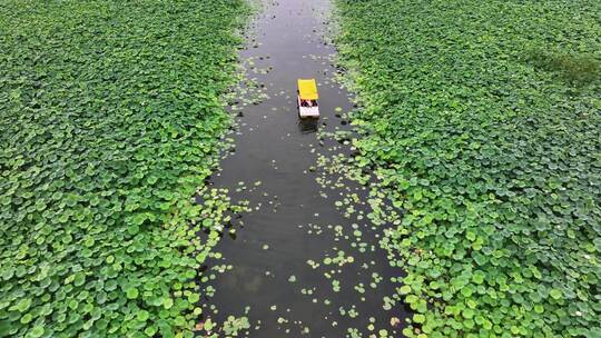 有河道游船的荷塘风景航拍