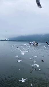 大自然，绿色森林，悦耳鸟鸣声，潺潺流水声