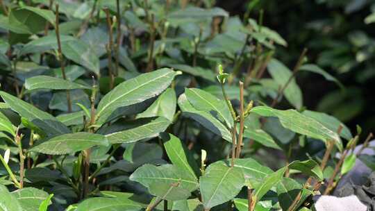 西湖龙井茶树上的茶叶嫩芽特写