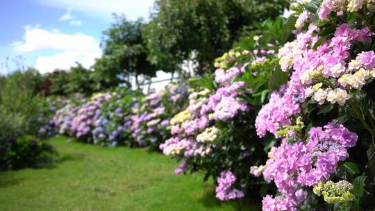 花园绣球花鲜花园艺园林