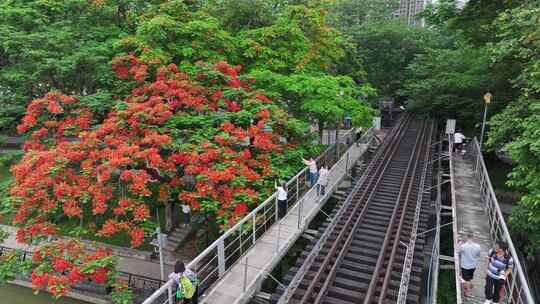 中国广东省广州市荔湾区花地河凤凰花