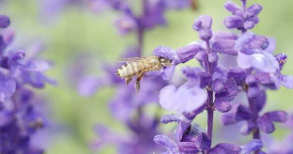 蜜蜂采蜜 薰衣草 紫色花朵 多片段素材