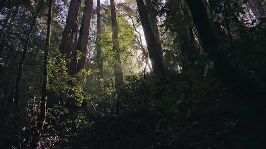 摇摄阳光照进茂密的森林视频素材模板下载