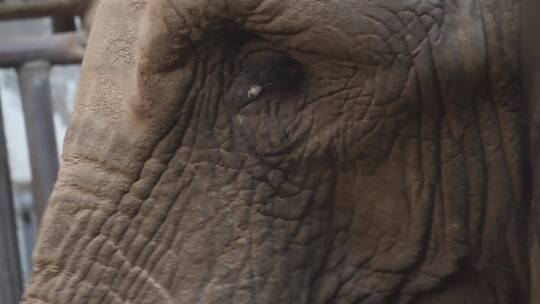 关在笼子里的大象眼睛耳朵象牙