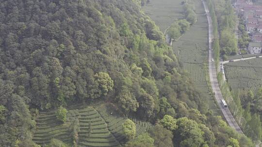 梅坞问茶