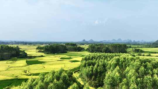 秋天阳光下桂林喀斯特山峰下的金黄色稻田