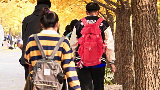 大学生在校园行走上下课观赏秋叶