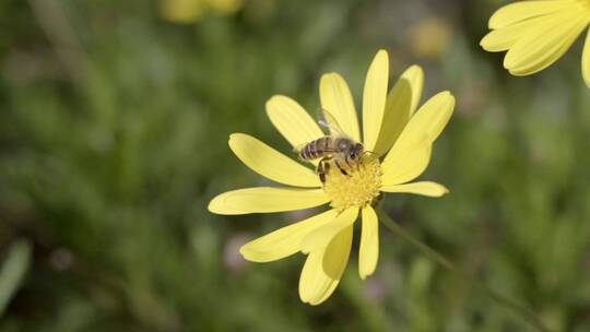 蜜蜂采蜜向日葵慢动作视频素材模板下载
