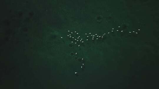 日本北海道自然保护区冬季湖中的白天鹅