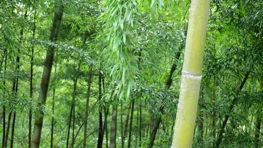 竹林竹叶禅意下雨天唯美空镜