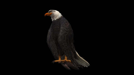 3D Eagle Animation 7