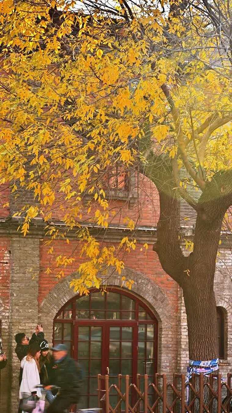 北京金色秋天街景